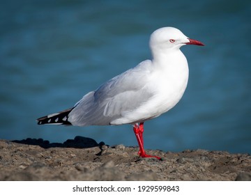 Adult Silver Gull in Queensland. Australia's most common gull standing on a rocky shore in front of the ocean.
