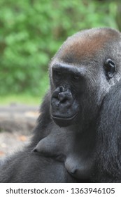 Adult Silverbacck Gorilla Looking Upset.