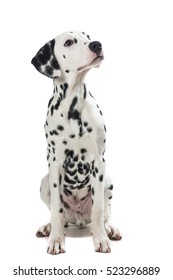 Adult Sitting Dalmatian Dog Looking Up Isolated On A White Background