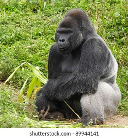 Adult Siverback Male Gorilla Feeding On Stock Photo 89944141 | Shutterstock