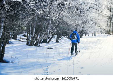 Adult Skier On Tour, Back To Camera On Frosty Morning With Sun Shining On Ice Crystals Falling Down From The Trees 