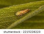 Adult Small Sharpshooter Insect of the tribe Cicadellini