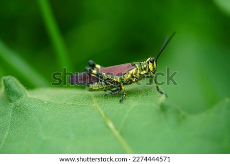 Adult Soldier Grasshopper of the species Chromacris speciosa in Amazon rainforest. Near the village of Terra de Caju, state of Amazonas, Brazil.