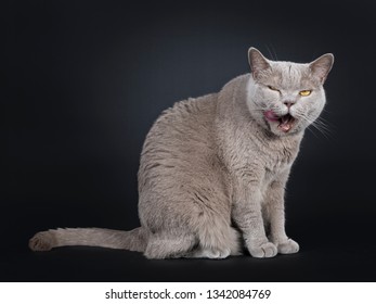 Adult Solid Lilac British Shorthair Cat Sitting Up Side Ways, Looking Above Lens With Yellow Eyes While Licking Mouth. Isolated On Black Background.