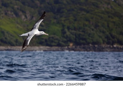 Adult Southern Royal Albatross (Diomedea epomophora) in flight, the largest wingspan in the world; Stewart Island and blue sea background; Stewart Island, New Zealand