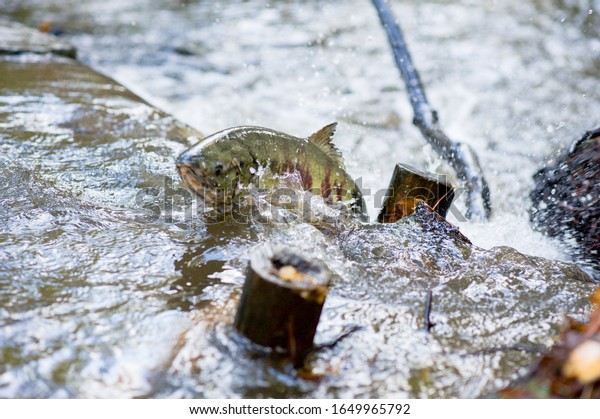 Adult spawning salmon swimming and jumping upstream\
in a creek