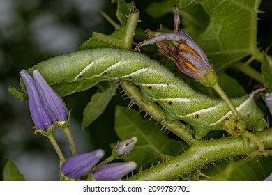 Adult Sphinx Moth Of The Family Sphingidae