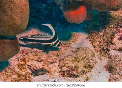 Adult Spotted Drum Fish Swimming In Coral