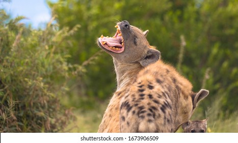 Adult Spotted Hyena Fighting And Showing Teeth On The Grass Plains