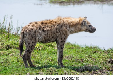An adult Spotted Hyena standing on a riverbank in Southern African savanna