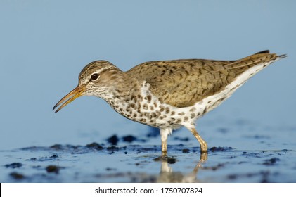 Adult Spotted Sandpiper, Actitis macularius) standing in shallow water in Galveston County, Texas, United States.