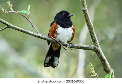Adult spotted towhee (Pipilo maculatus) perched on a twig