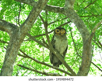 The Adult Spotted Wood Owl Winks.