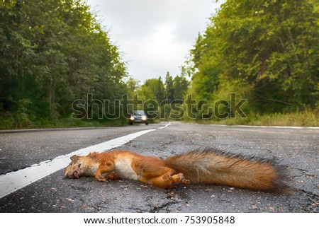 Adult squirrel hit by car on paved forest highway. Car as cause of death of many millions of mammals every year. With car in background