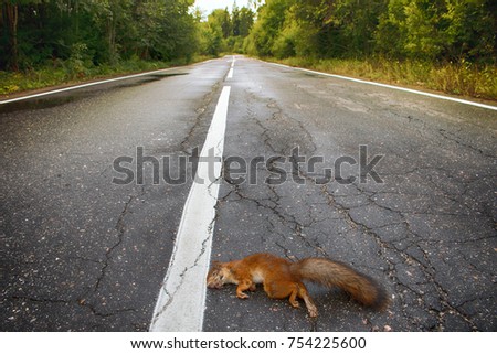 Adult squirrel hit by car on paved forest highway. Car as cause of death of many millions of mammals every year