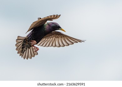 Adult starling in flight wings spread
