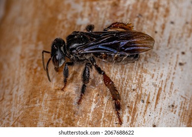 Adult Stingless Bee Of The Tribe Meliponini 