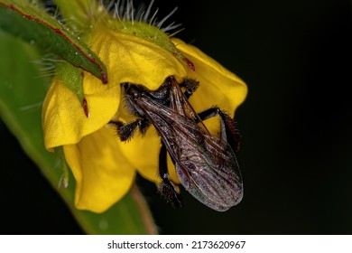 Adult Stingless Bee Of The Tribe Meliponini 