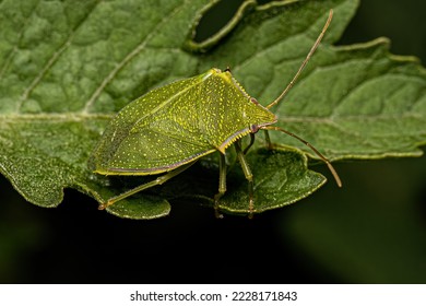 Adult Stink Bug of the Genus Loxa - Shutterstock ID 2228171843