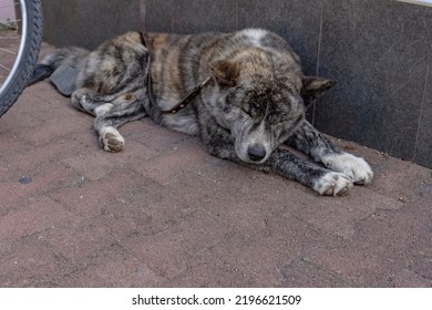 An Adult Stray Dog Sleeps On The Ground In The City. Abandoned Pets Live On The Street. A Big Dog Sleeps On A Concrete Tile.