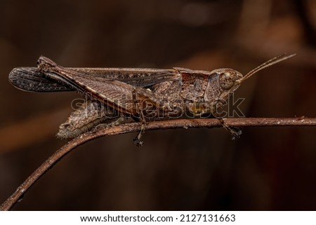 Adult Stridulating Slant-faced Grasshopper of the Genus Orphulella