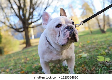 Adorable Bulldog White Face