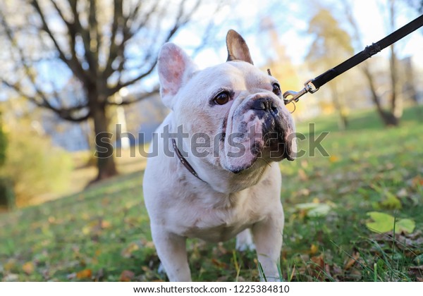 grown white french bulldog