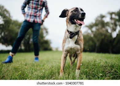 Adult Stylish Man Playing With Pet. Family Outdoor. Animal Lover. Happy Dog Enjoying Freedom. Terrier Breeding Puppy Have Fun With Owner. Furry Crazy Canine Training At Nature. Friends Together.