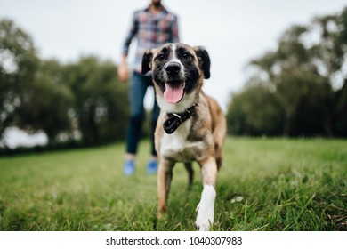 Adult stylish man playing with pet. Family outdoor. Animal lover. Happy dog enjoying freedom. Terrier breeding puppy have fun with owner. Furry crazy canine training at nature. Friends together.