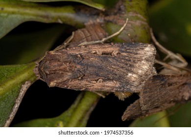 Adult Subterranean Dart Of The Species Feltia Subterranea