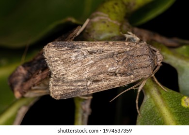 Adult Subterranean Dart Of The Species Feltia Subterranea