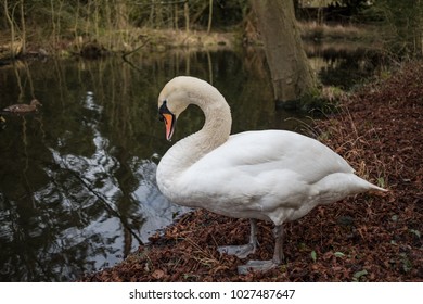 Adult Swan seeing standing on a riverbanks at an English inland lake and waterway. The bird is seen ringed and is one of a breeding pair. A duck can be seen on the left, coming into view.