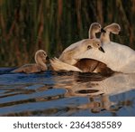 An adult swan and several cygnets glide gracefully across the tranquil waters of a lake