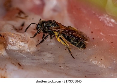 Adult Sweat Bee Of The Family Halictidae Eating Meat