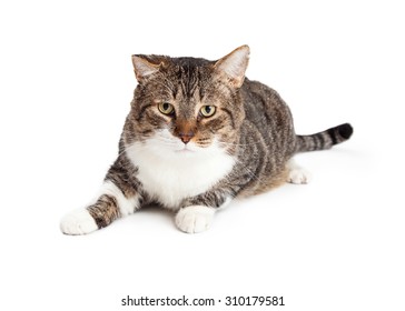 Adult Tabby Cat Laying Down On A White Background And Looking Forward 