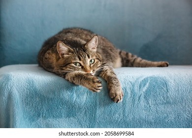 An adult tabby cat lies on its paw on a blue sofa