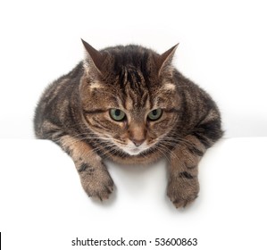 Adult Tabby Cat Looking Over The Edge Of A White Table