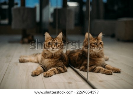 An adult tabby Kuril bobtail cat is lying on the floor in the room. An adult cat is resting in the home interior, reflected in the mirror