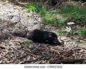 An Adult Tasmanian Devil Eating