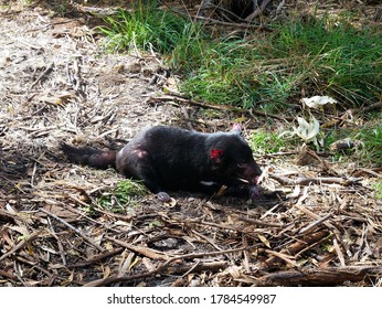 An Adult Tasmanian Devil Eating