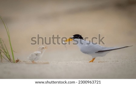 An adult tern bird feeding a chick on the sand