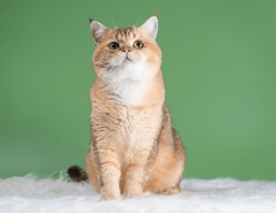 Adult Thoughtful Cat Of The British Breed Of The Golden Chinchilla Color Sitting On A Rug Made Of White Faux Fur On A Green Background And Looking Up