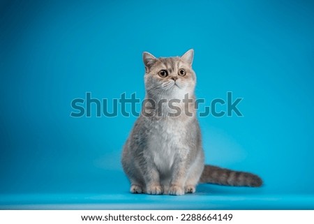 adult thoughtful cat of the British breed of the silver chinchilla color sitting  on a light blue background and looking up
