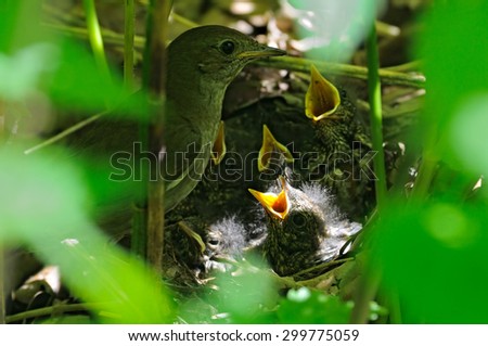 Similar – Foto Bild Two Blackbird chicks in a hidden nest