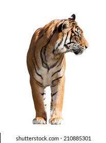 Adult tiger. Isolated  over white background with shade