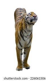 Adult tiger. Isolated over white background with shade