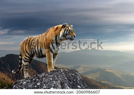 An adult tiger stands on a rock against the backdrop of the evening mountain 