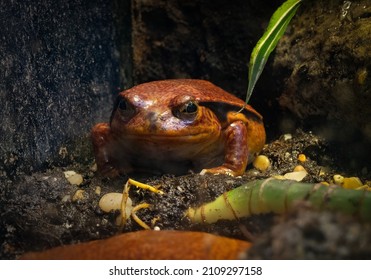 Adult Tomato Frog Gets A Close Up On The Rain Forest Floor