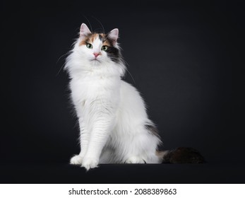 white cat with black spots and green eyes