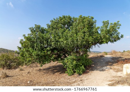 
Adult tree with a spreading crown of Ceratonia siliqua on a hill in the Beit Govrin Nature Reserve Israel